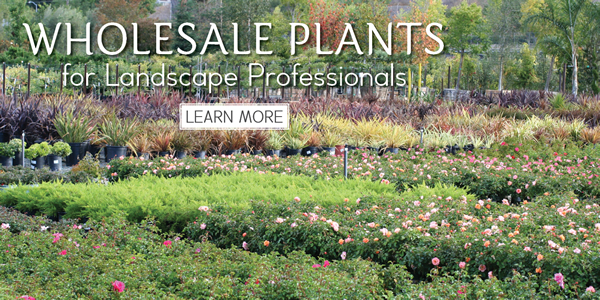 Devil Mountain Nursery